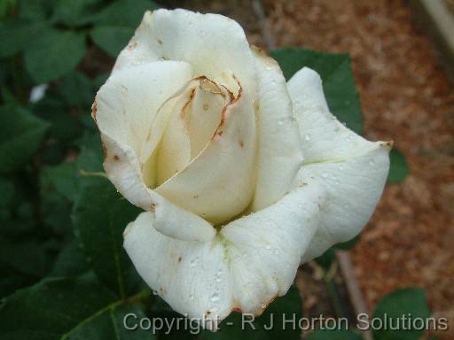 Thrips Rose 